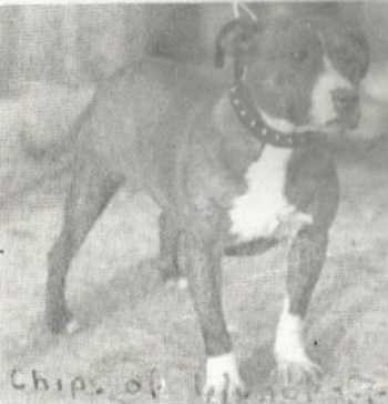 Chip of Wyncroft | Staffordshire Bull Terrier 