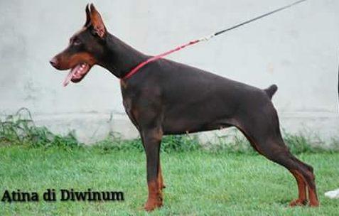 Atina di Diwinum | Brown Doberman Pinscher