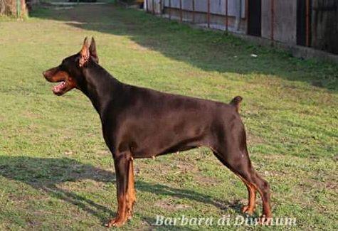 Barbara di Diwinum | Brown Doberman Pinscher