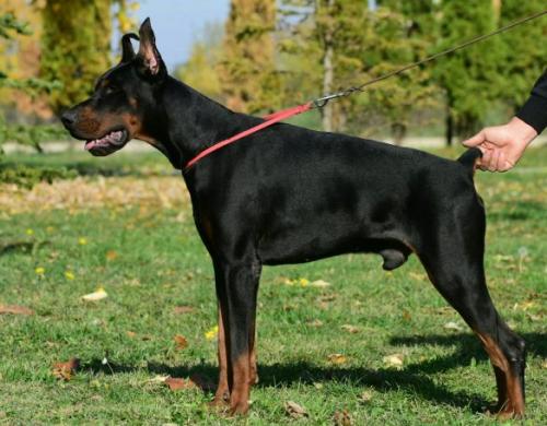 Elvis di Diwinum | Black Doberman Pinscher