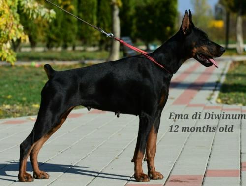 Ema di Diwinum | Black Doberman Pinscher