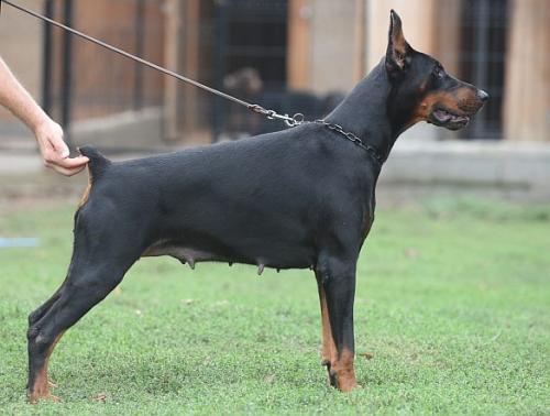 Eliza di Diwinum | Black Doberman Pinscher