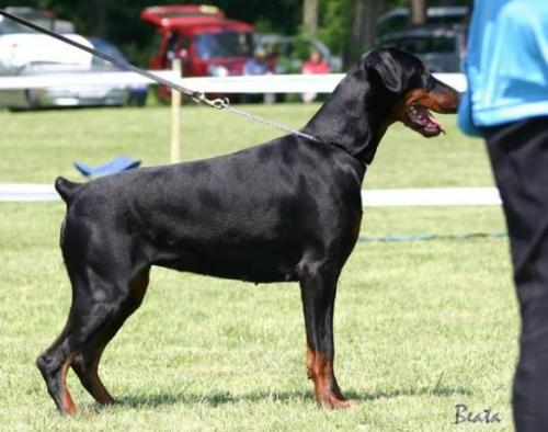 Verrouchka Nikita Tz v. Oberfeld | Black Doberman Pinscher