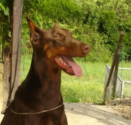 Topaze-Rubis du Clos des Poulains Noirs | Brown Doberman Pinscher