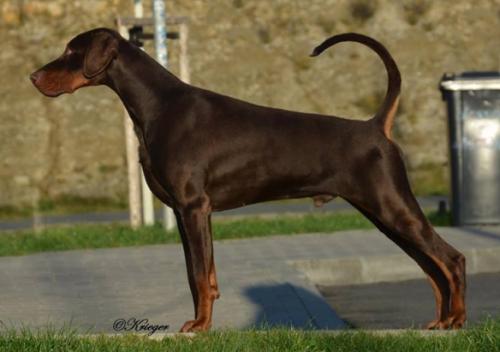 Stormhold Elite Warlord for Toffarbach | Brown Doberman Pinscher