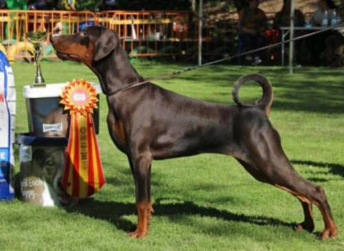 Santa Julf Kleopatra | Brown Doberman Pinscher