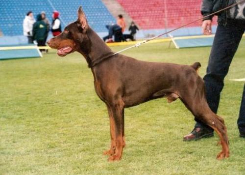 Fedorhorst Klaif | Brown Doberman Pinscher