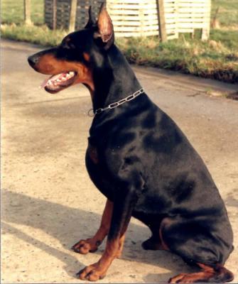 Nicolai v. Raubenstein | Black Doberman Pinscher