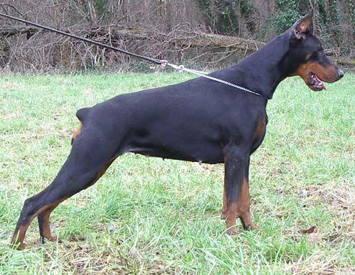 Uliska of Devil Inside | Black Doberman Pinscher