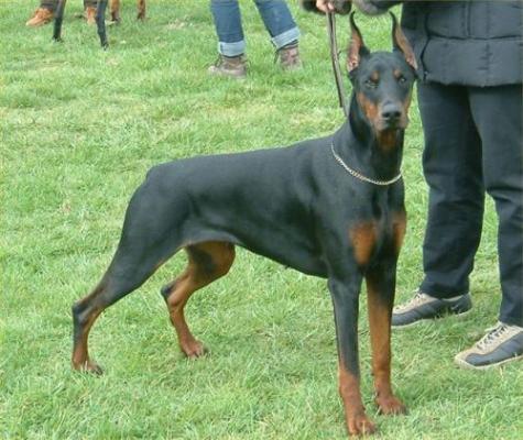 Ulzana v. Gebrannten Walde | Black Doberman Pinscher