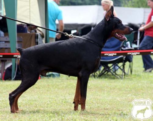 Jay Best of Island | Black Doberman Pinscher