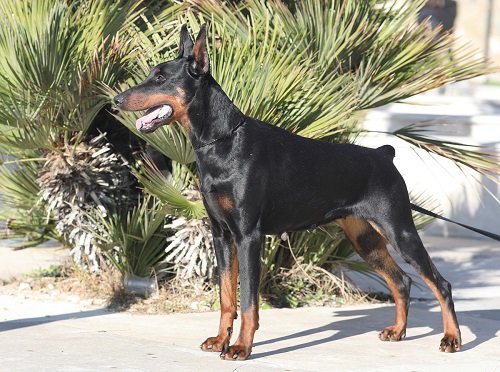 Sharon Iz Korolevstva D'Allba | Black Doberman Pinscher