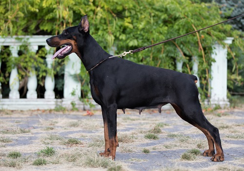 Geneva Iz Korolevstva D'Allba | Black Doberman Pinscher