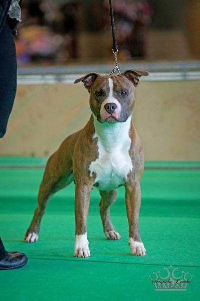 Smiling Amigo's Maxium Relax | American Staffordshire Terrier 