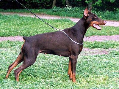 Dina Delila v. Diaspora | Brown Doberman Pinscher