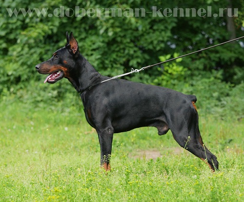 Imidz Lord Hermann | Black Doberman Pinscher