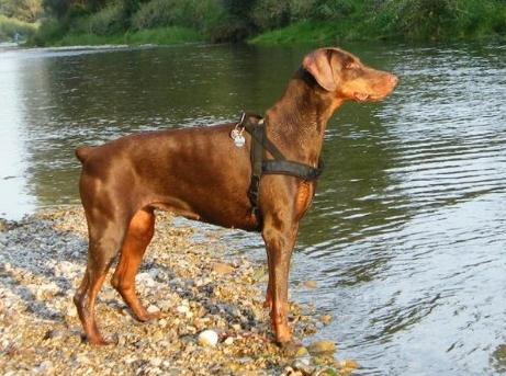Heur Harriet z Helfstyna | Brown Doberman Pinscher