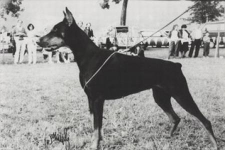 Thamar Tara v. Diaspora | Black Doberman Pinscher