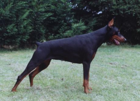 Star des Ceps Fleuris | Black Doberman Pinscher