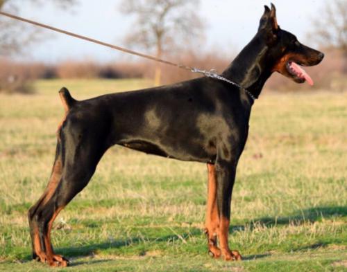 Feiry Hope of Dawn | Black Doberman Pinscher