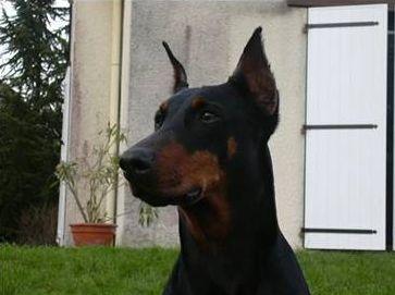 Judy des Bruyeres des Farges | Black Doberman Pinscher