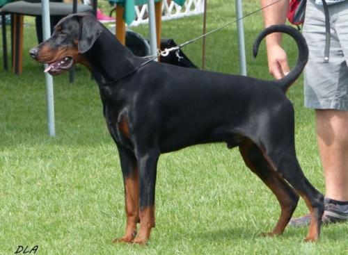 Prins Phenyo v.h. Donauhof | Black Doberman Pinscher