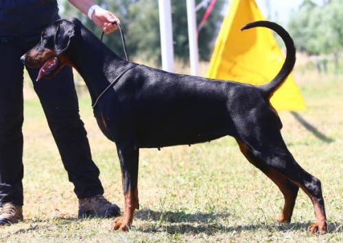 Picca v.h. Donauhof | Black Doberman Pinscher