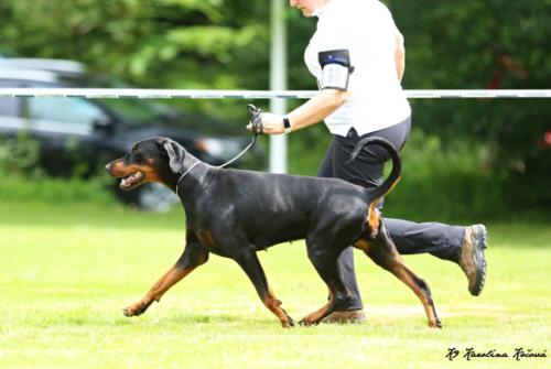 Perla Nera v.d. Donauhoeve | Black Doberman Pinscher