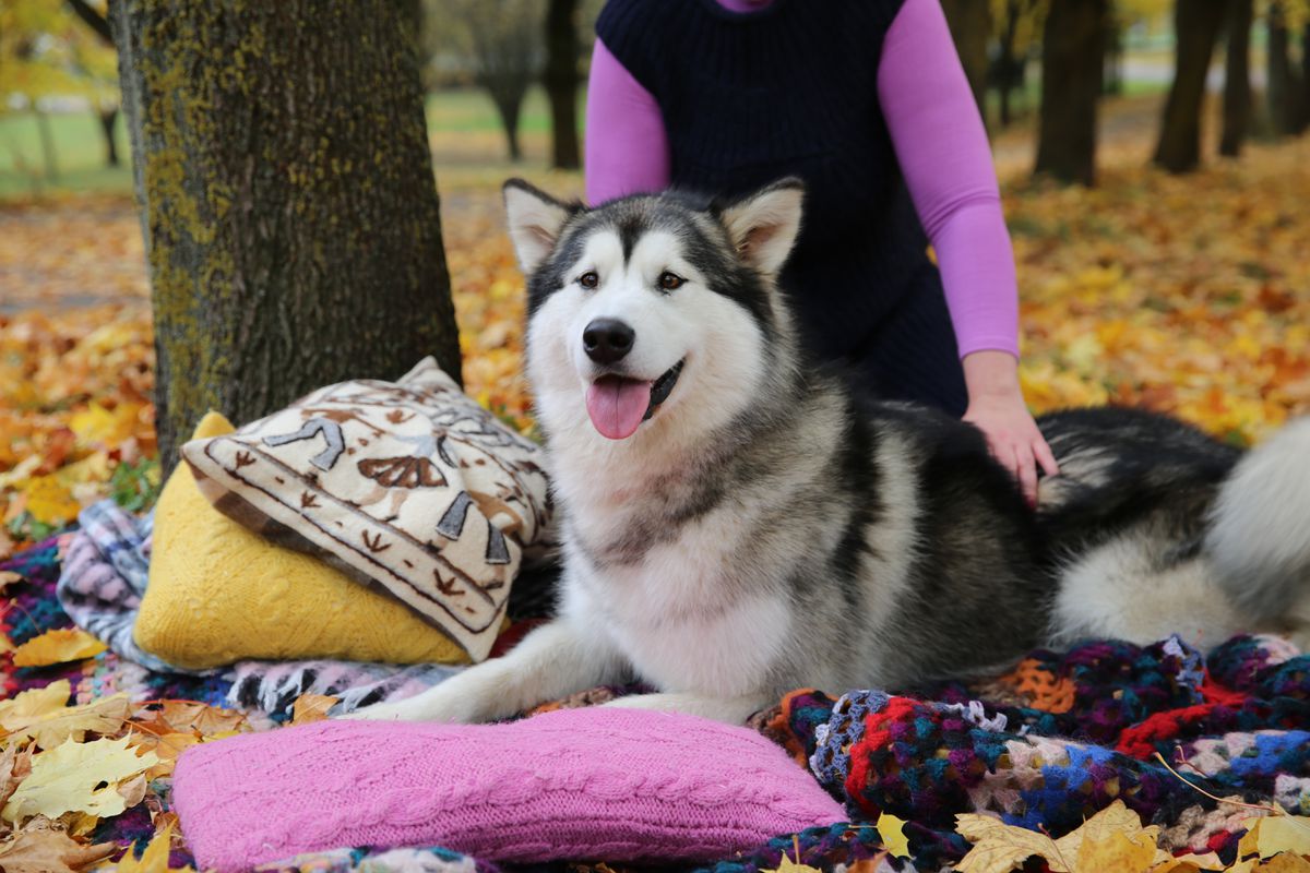 STAR TERRENO AMOR OF VICTORY | Alaskan Malamute 