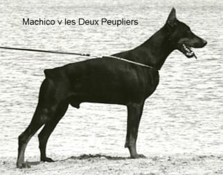 Machico Les Deux Peupliers | Black Doberman Pinscher