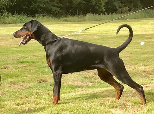 Dobermundes Kamelia Kassis | Black Doberman Pinscher