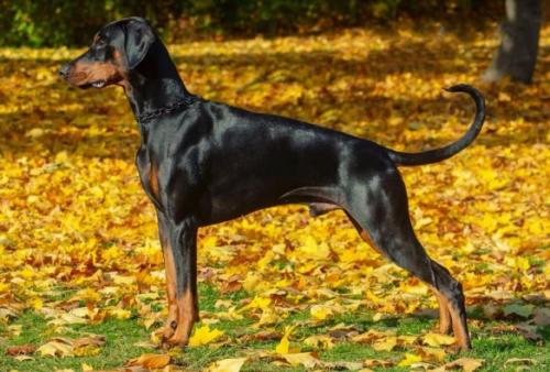 Dobvoyage Limitless | Black Doberman Pinscher