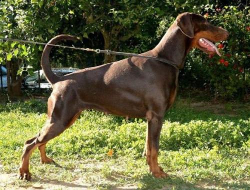 Wizard of Wallakia Tayra | Brown Doberman Pinscher