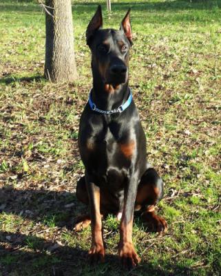 Aiko Kalos del Monte Aspro | Black Doberman Pinscher