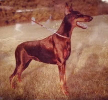 Parme de la Tour Jean de Berry | Black Doberman Pinscher