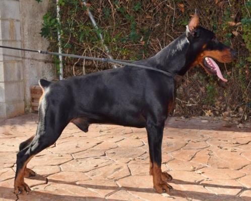 Orion del Valle de las Aguilas | Black Doberman Pinscher