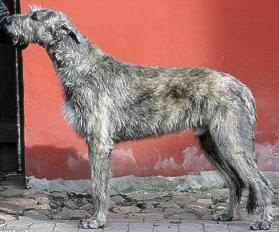 Wolfhouse Toscanini | Irish Wolfhound 