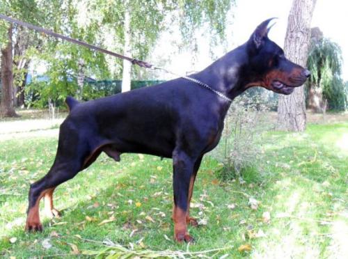 Beast Bronx del Mediano | Black Doberman Pinscher