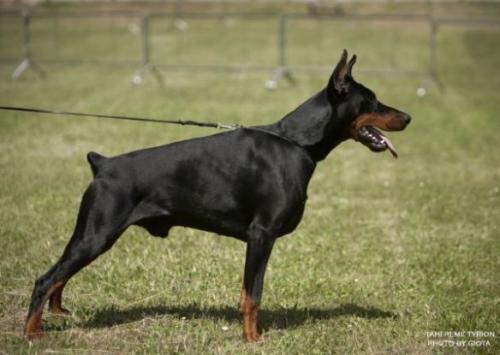 Tahi-Reme Tyrion | Black Doberman Pinscher