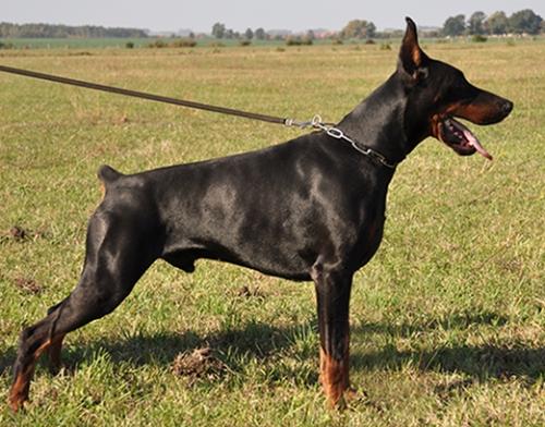 Johnross v. Lehmannsfelsen | Black Doberman Pinscher