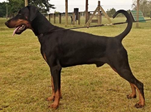 Ilay del Nasi | Black Doberman Pinscher