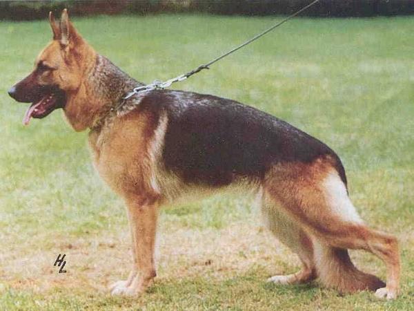 Melange von San Marco | German Shepherd Dog 