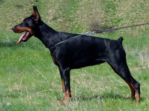 Iz Valkirii Granda | Black Doberman Pinscher