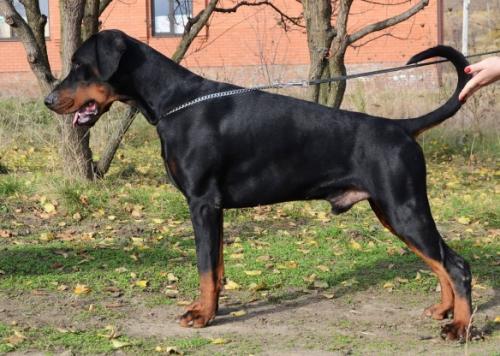 Iz Valkirii Ludger | Black Doberman Pinscher