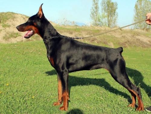 Sant Kreal Shadow Fiend | Black Doberman Pinscher