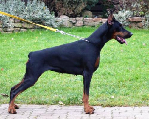 Livonija Baronesa Creole Contessa | Black Doberman Pinscher