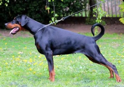 Tahi-Reme Tuttifruttie | Black Doberman Pinscher