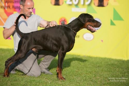 Quarz de' Andreoli | Black Doberman Pinscher