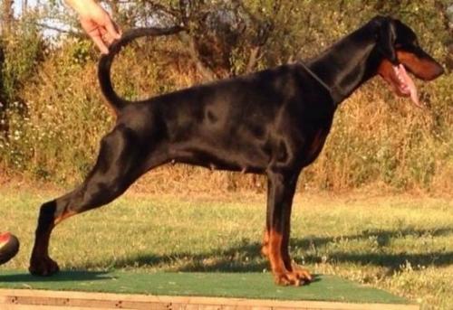 Wizard of Wallakia Tsunami | Black Doberman Pinscher