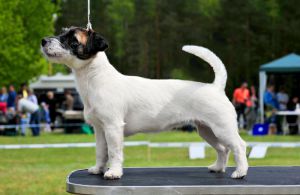 Ginger Spice Balao | Jack Russell Terrier 